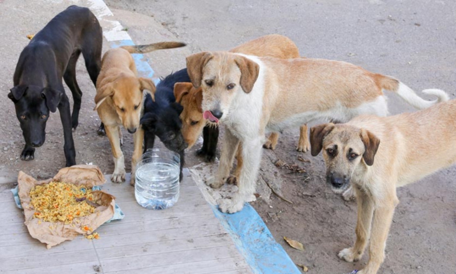 Several community dogs gathered around food and water on a roadside