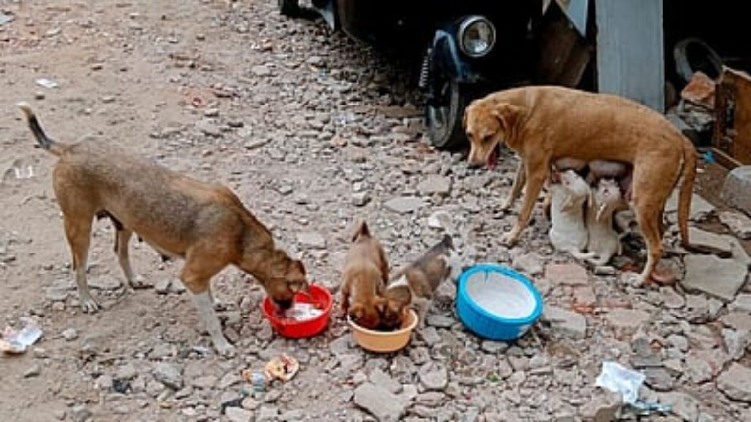 Community dogs gathered around food bowls on a street in India