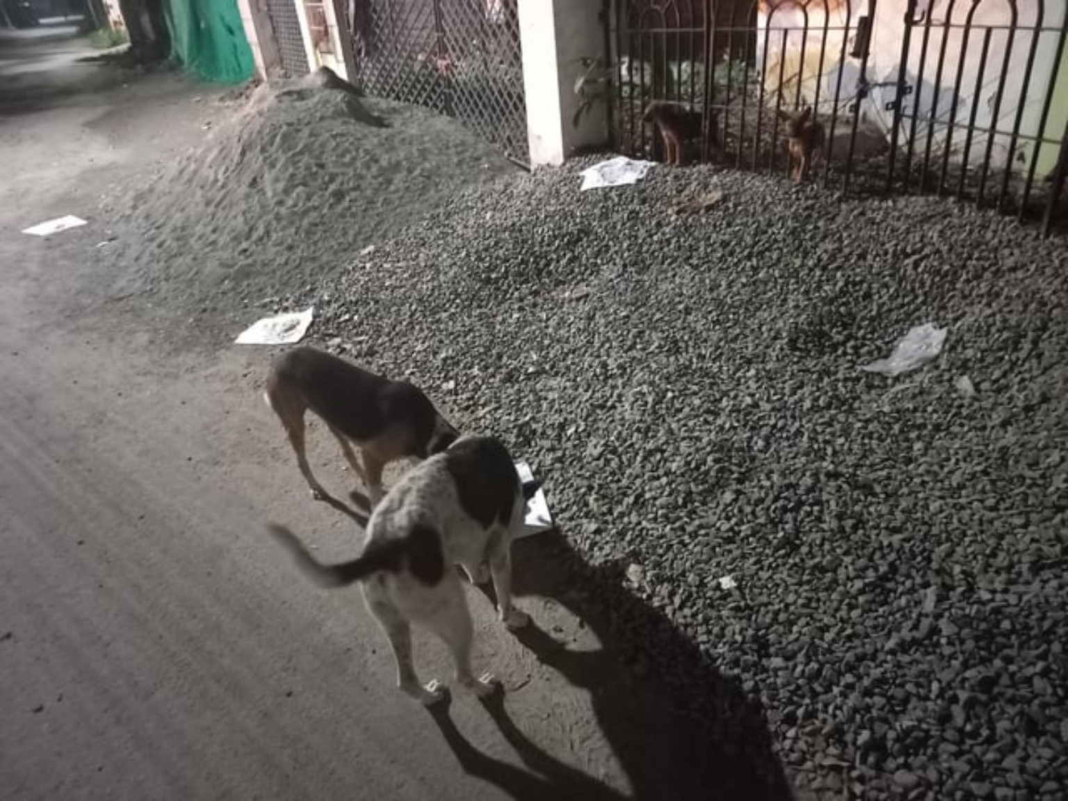 Two community dogs walking beside a roadside pile of construction material
