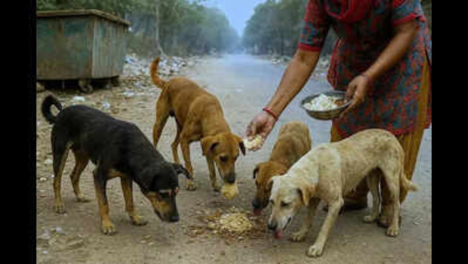 A person feeding several community dogs outdoors