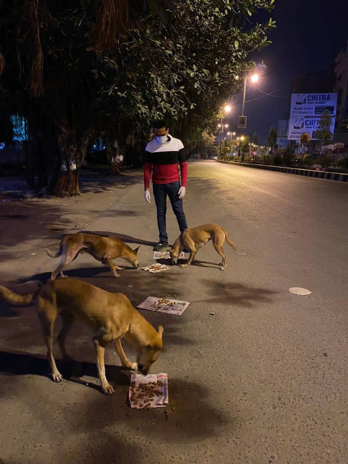 Community dogs being fed on a city road at night