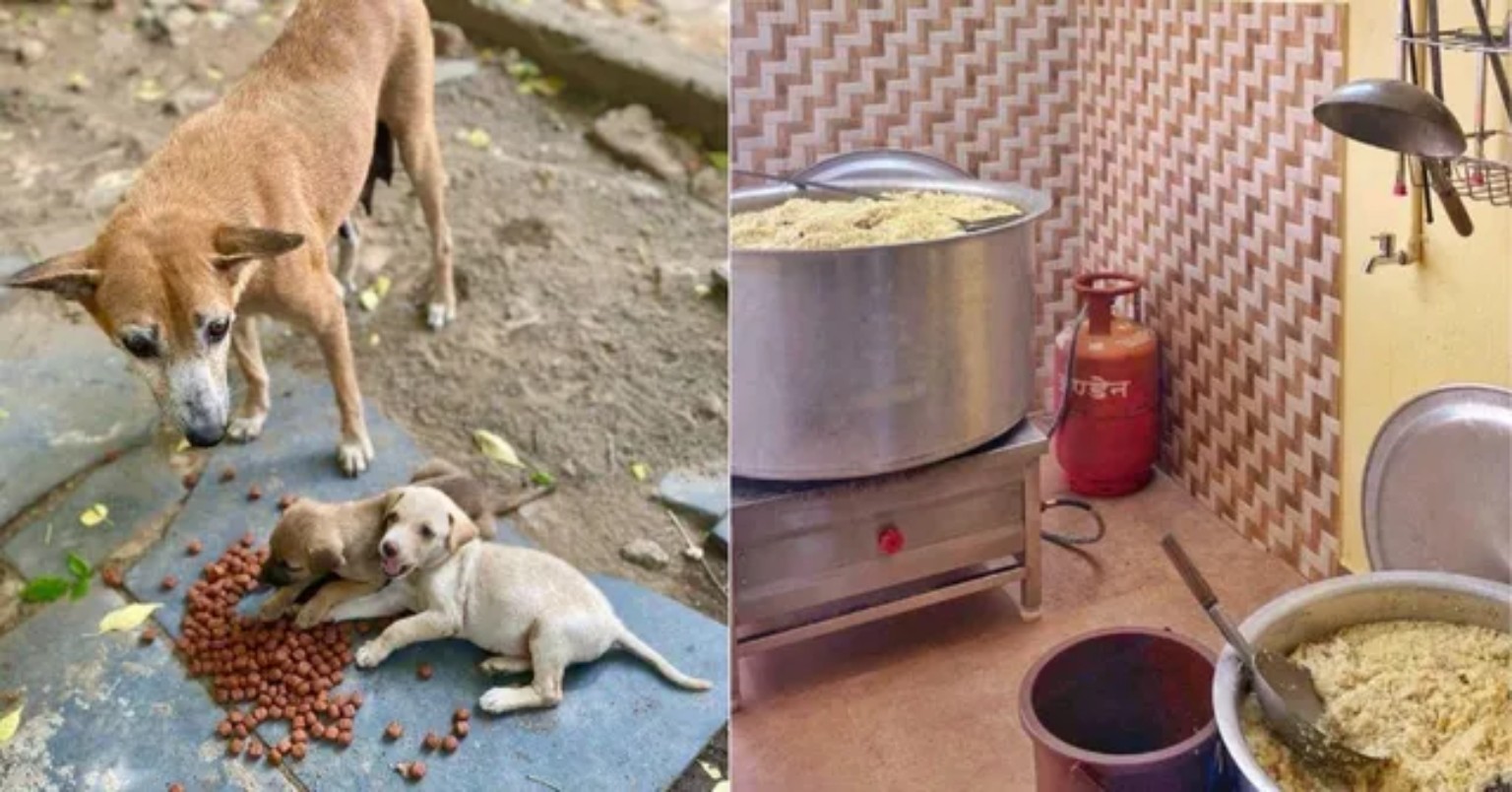 Mother dog and puppies beside food with a kitchen preparing meals nearby