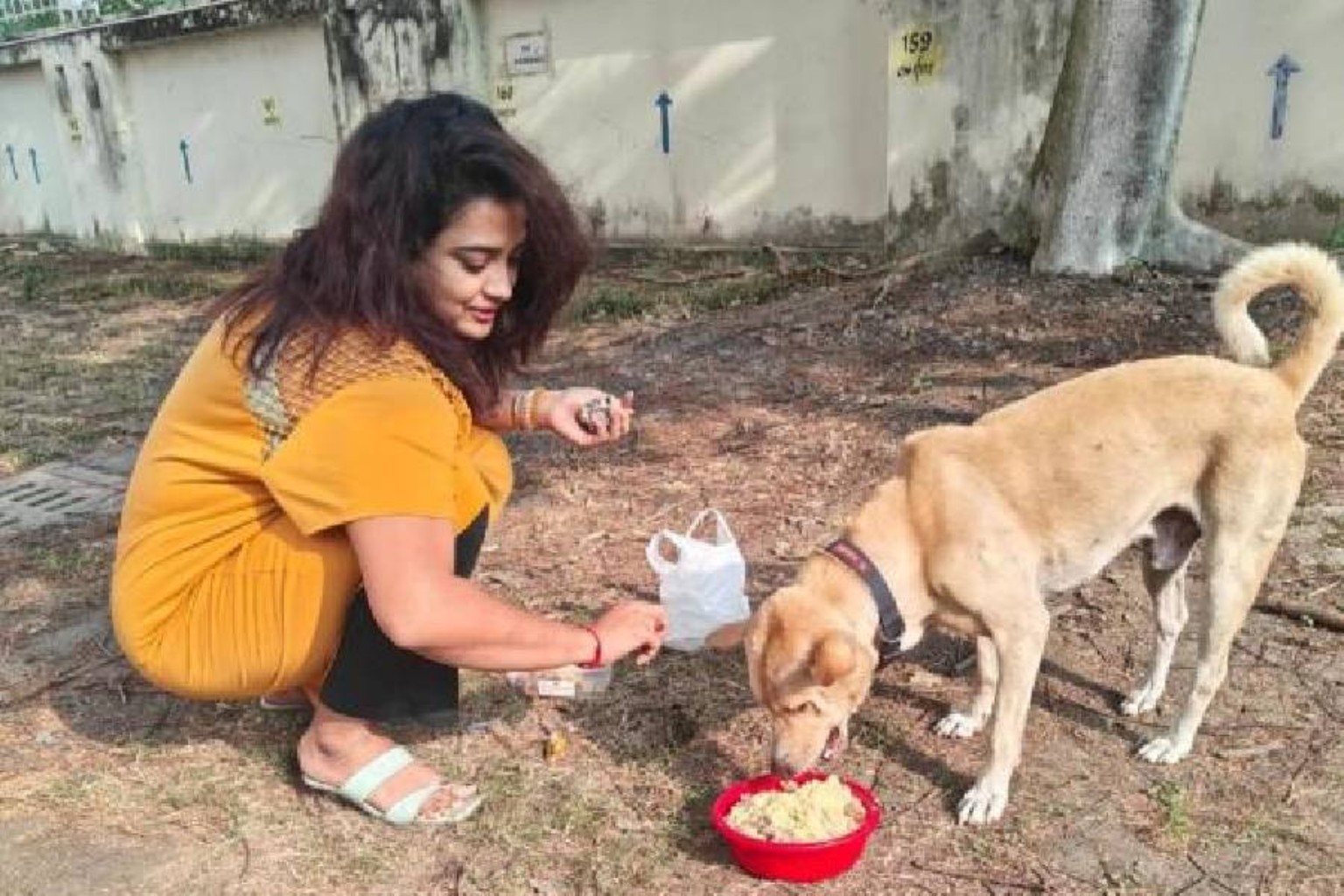 A person feeding a community dog from a bowl outdoors